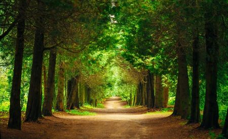 Fototapeta Flizelinowa Ścieżka Drzewa 416x254