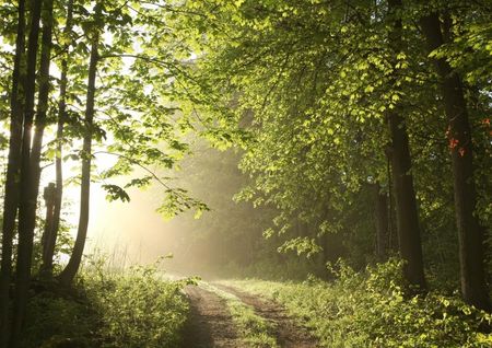 Fototapeta Flizelinowa Ścieżka leśna 208x146