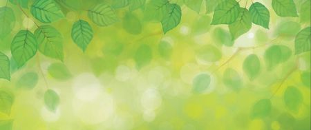 Tapeta flizelinowa Zielone liście 250x104
