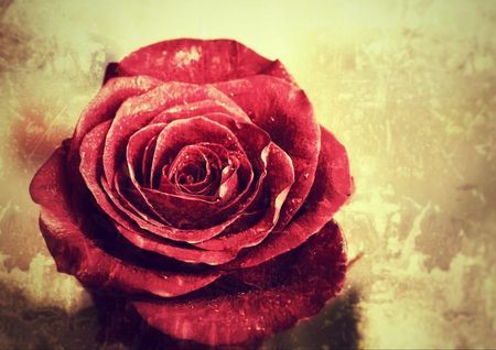 Tapeta flizelinowa Czerwona róża 208x146