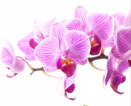 Tapeta flizelinowa Różowa orchidea 208x146