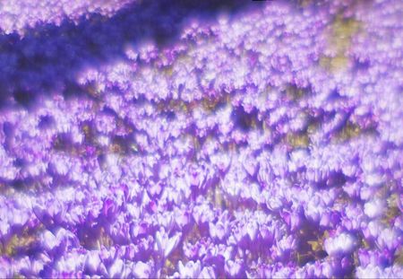 Tapeta flizelinowa Fioletowe kwiaty 152x104