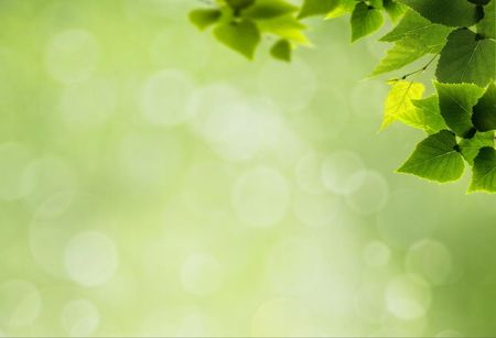 Tapeta flizelinowa Zielone liście - 104x70