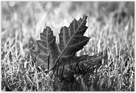 Fototapety 200x135 Jesienny list na trawie