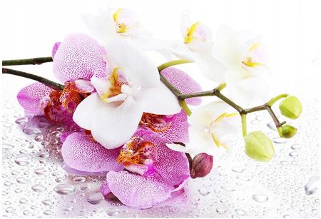 Fototapeta 3D kwiaty orchidea kwiat 312x219 F00169