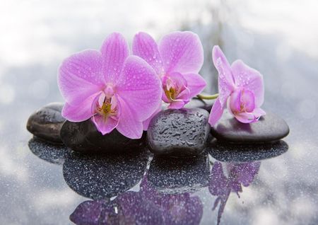 Fototapeta Flizelinowa Orchidea Kamienie 208x146