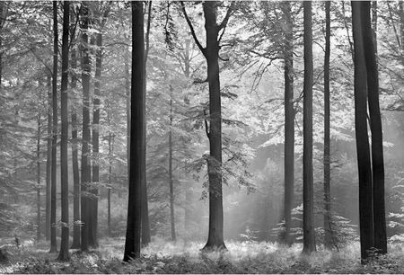 Fototapeta Czarno Biała Las Drzewa Widok