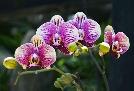 Tapeta Flizelinowa Orchidea Fioletowy - 104x70