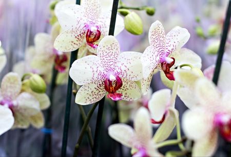 Fototapeta Flizelinowa Orchidea Kwiaty - 104x70