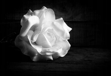 Tapeta flizelinowa Biała Róża 152x104