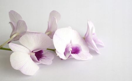 Tapeta flizelinowa Białe orchidee - 416x254