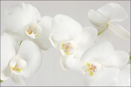 Fototapeta do sypialni kwiaty storczyka 240x360
