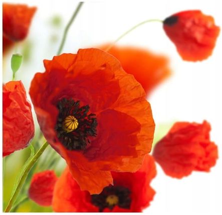 DECONEST FOTOTAPETA - POPPIES WIHITE BACKGROUND - 400X309