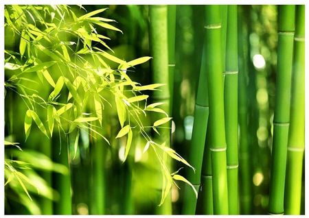 Fototapeta 3D bambus drzewa las Spa 312x219 F00203
