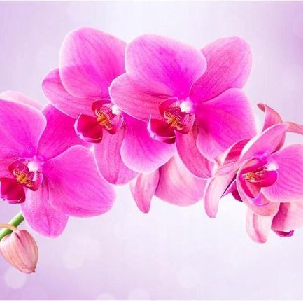 Fototapeta 400x280 +klej, Różowa orchidea 3D