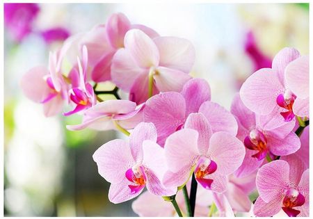Fototapeta 3D orchidea kwiaty 312x219 F00223