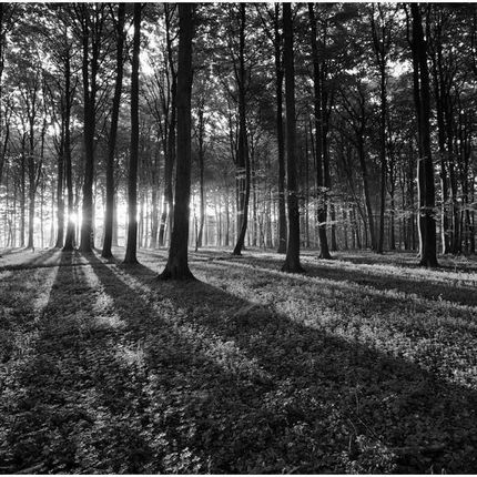 Fototapeta 400x280 +klej, Czarno-biały las, Drzewa