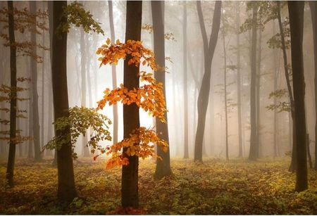Fototapeta Jesienny Las Liście Jesień Gałęzie Mgła