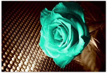 Fototapety 200x135 Turkusowa róża w sepii