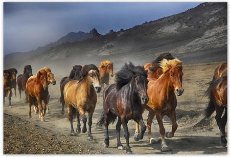 Fototapeta 104x70 Stado dzikich koni