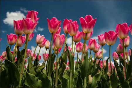 Fototapeta 3D kolorowe Tulipany sypialnia 120x180
