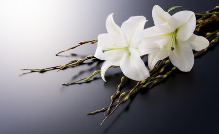Tapeta flizelinowa Biała lilia - 416x254