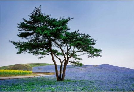 Fototapeta Drzewo Kwiaty Gałęzie Relaksująca Widok