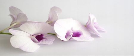 Tapeta flizelinowa Białe orchidee - 250x104