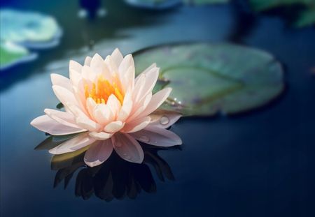 Tapeta flizelinowa Kwiat lotosu Staw 152x104