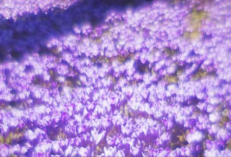 Tapeta flizelinowa Fioletowe kwiaty - 104x70