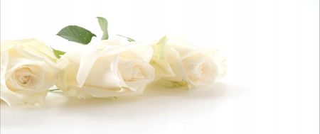 Tapeta flizelinowa Białe róże 250x104