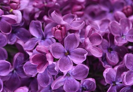 Tapeta flizelinowa Kwiaty Fioletowy - 152x104