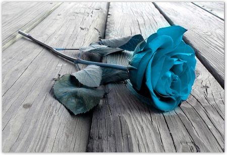 Fototapeta 200x135 Niebieska róża na deskach