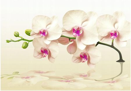 Fototapeta 3D orchidea kwiat Spa 312x219 F00794
