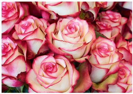 Fototapeta 3D kwiaty róże 368x254 F00803