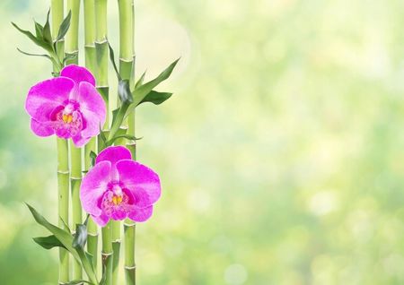 Fototapeta Flizelinowa Orchidea i Bambus 312x219