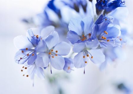 Tapeta Flizelinowa Niebieskie kwiaty - 208x146