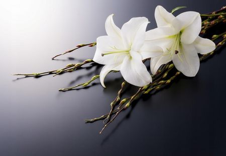 Tapeta flizelinowa Biała lilia - 152x104