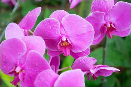 Fototapeta kwiaty orchidea storczyk natura 210x315