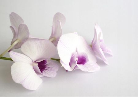 Tapeta flizelinowa Białe orchidee - 312x219