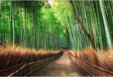 Fototapeta Bambusowy Las Drzewa Widok Rośliny