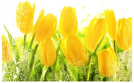 Fototapeta 3D tulipany kwiaty 208x146 F00176