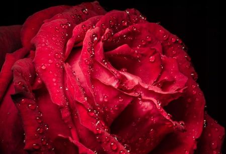 Tapeta flizelinowa Czerwona róża 152x104