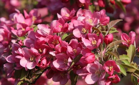 Tapeta flizelinowa Kwiaty wiśni 416x254