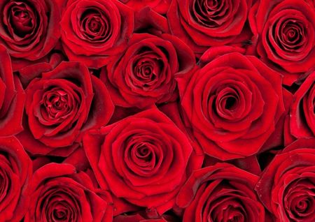 Tapeta flizelinowa Czerwone róże 208x146
