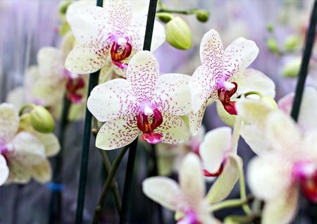 Fototapeta Flizelinowa Orchidea Kwiaty 208x146