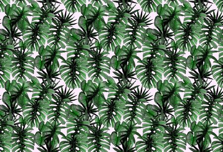 Tapeta Flizelinowa Tropikalne liście - 104x70