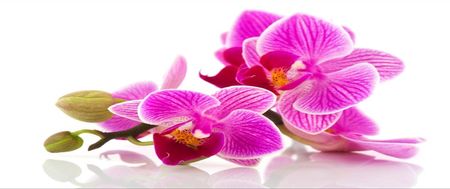 Fototapeta Flizelinowa Kwiaty orchidei 250x104