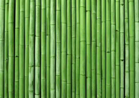 Tapeta flizelinowa Bambus Zielony 312x219