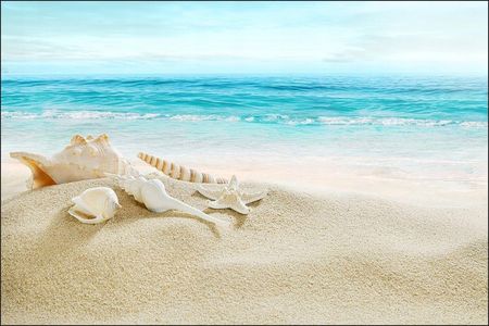 Fototapeta do salonu 3D muszle plaża morze 300x450